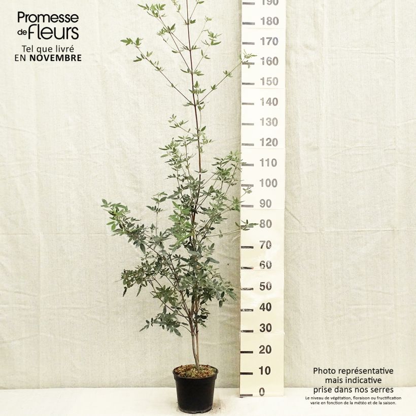 Eucryphia moorei 4L/5L pot sample as delivered in autumn