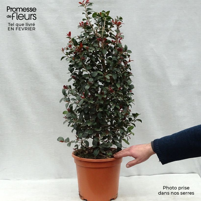 Eugenia uniflora Etna Fire 7.5L/10L pot sample as delivered in winter