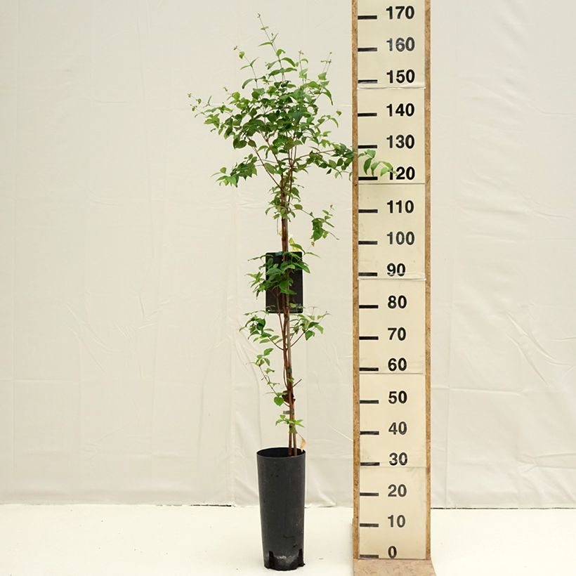 Eugenia uniflora - Cayenne cherry, Surinam cherry 6L/7L pot sample as delivered in spring