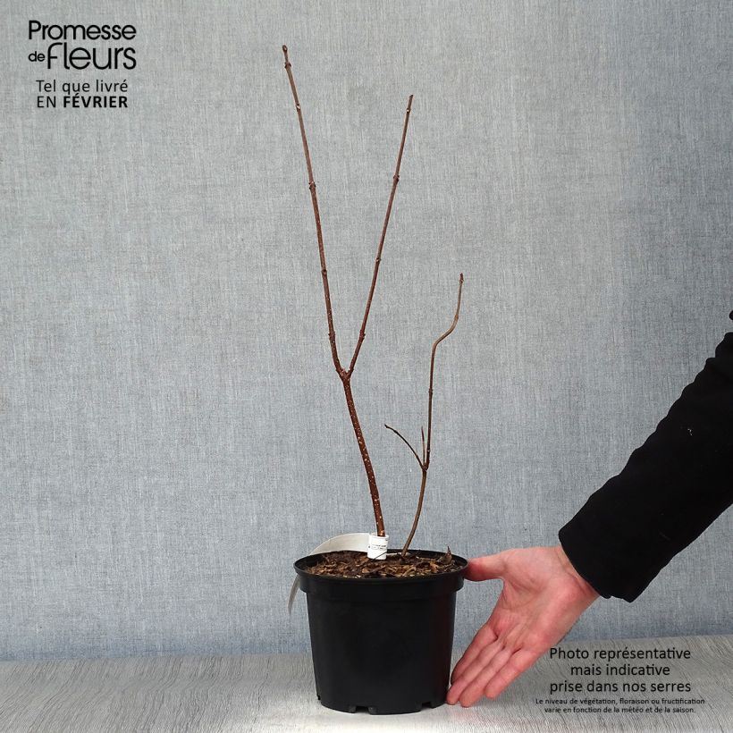 Tetradium daniellii 2L/3L pot sample as delivered in winter