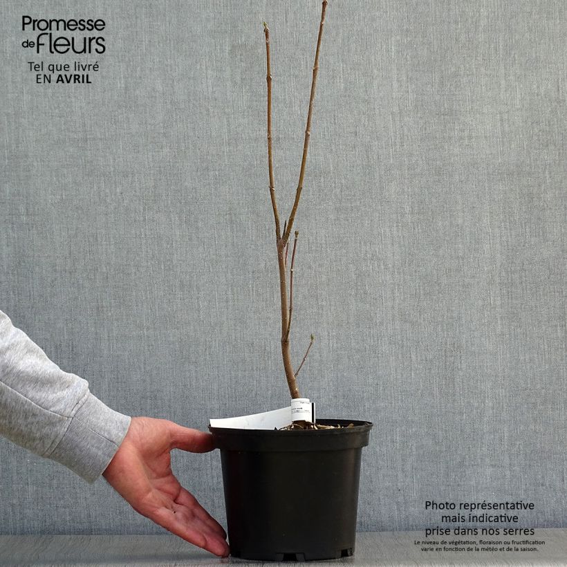 Tetradium daniellii 2L/3L pot sample as delivered in spring