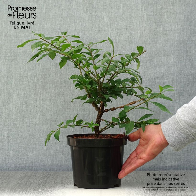 Euonymus alatus - Burning Bush 2L/3L pot sample as delivered in spring