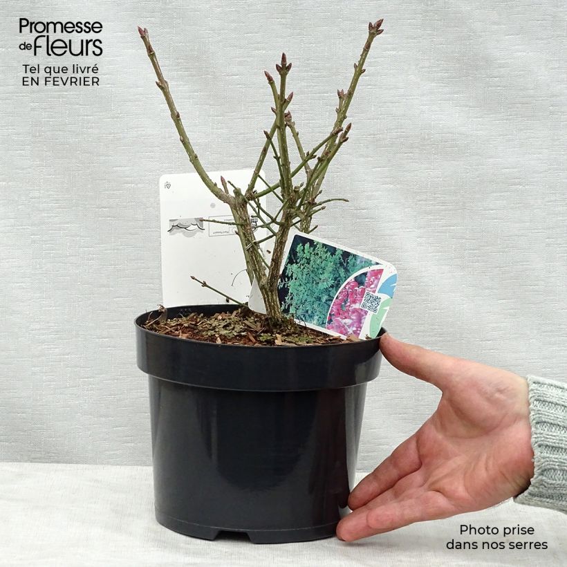 Euonymus alatus Compactus - Winged Spindle 2L/3L pot sample as delivered in winter