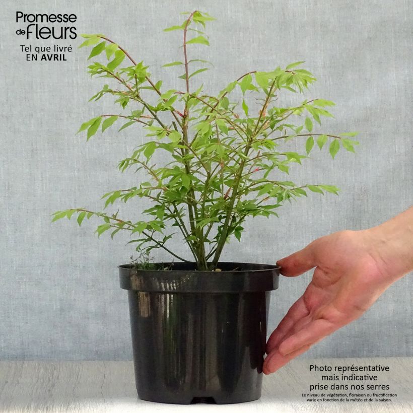 Euonymus alatus Compactus - Winged Spindle 2L/3L pot sample as delivered in spring