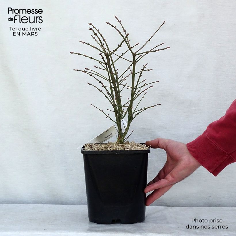 Euonymus alatus Compactus - Winged Spindle 4L/5L pot sample as delivered in winter