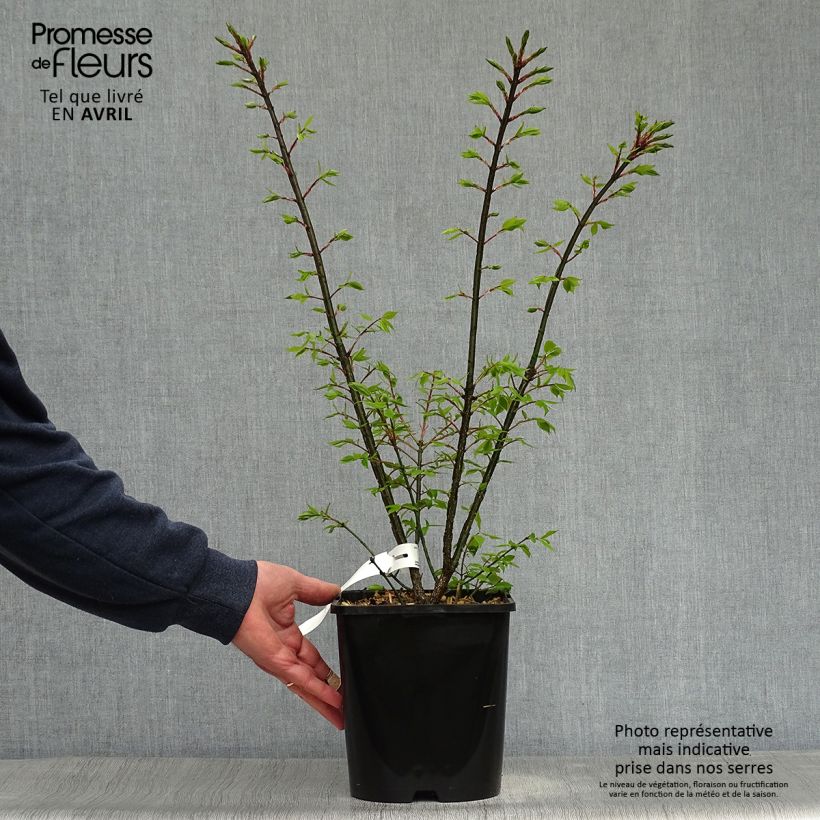 Euonymus alatus Compactus - Winged Spindle 4L/5L pot sample as delivered in spring