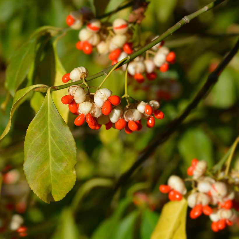 Euonymus europaeus Albus (Harvest)
