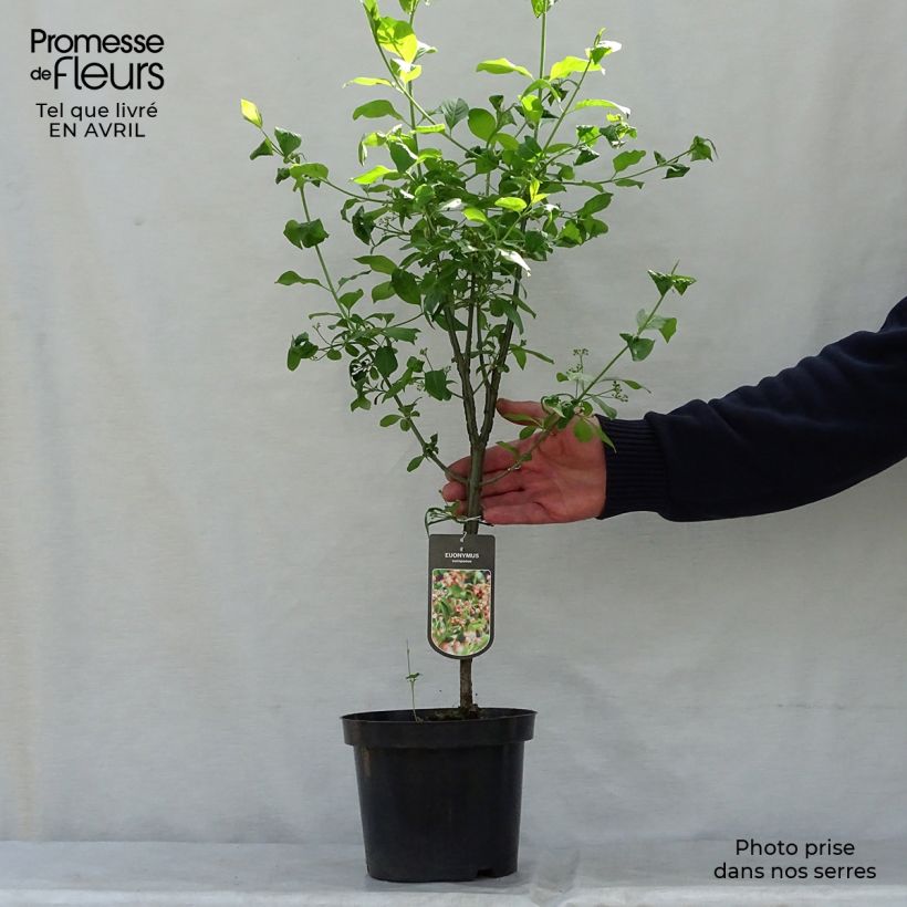 Euonymus europaeus - European Spindle 7.5L/10L pot sample as delivered in spring