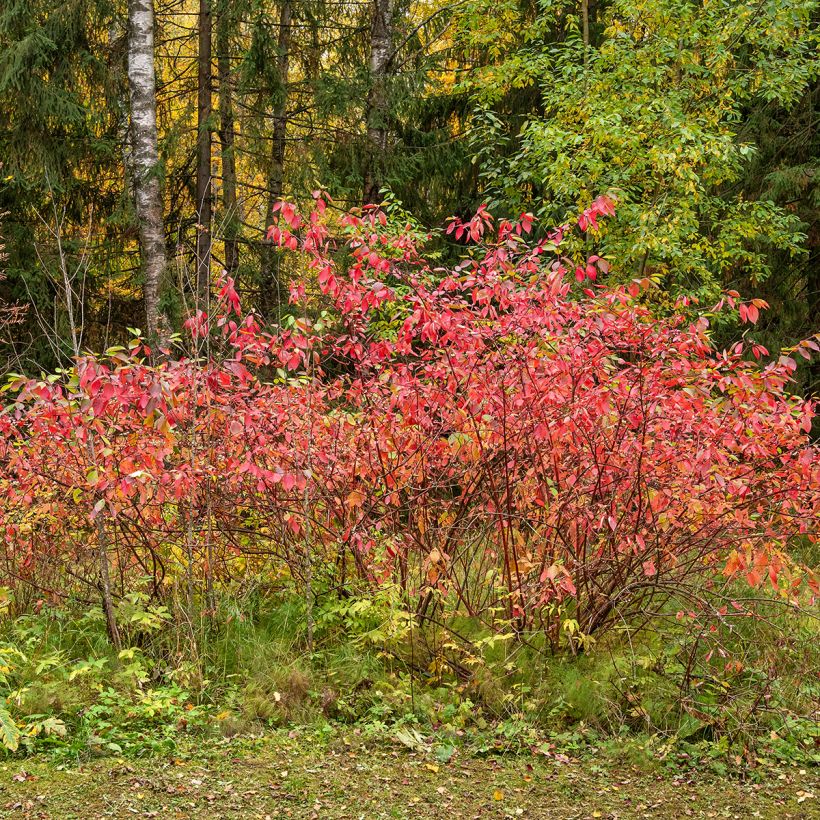 Euonymus europaeus - European Spindle (Plant habit)