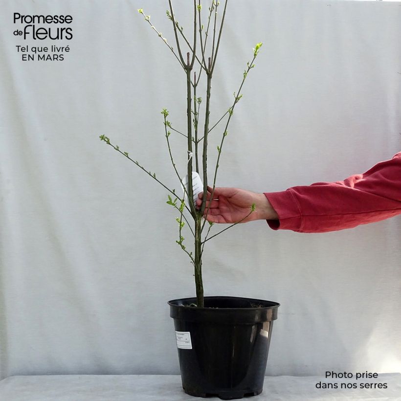 Euonymus europaeus - European Spindle 7.5L/10L pot sample as delivered in winter
