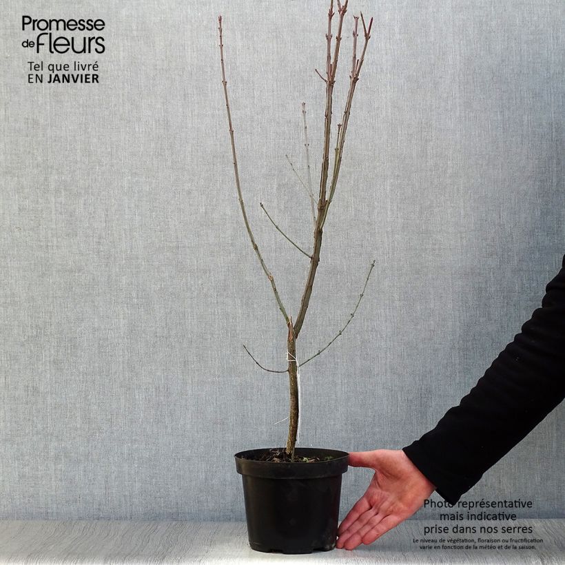 Euonymus europaeus - European Spindle 2L/3L pot sample as delivered in winter