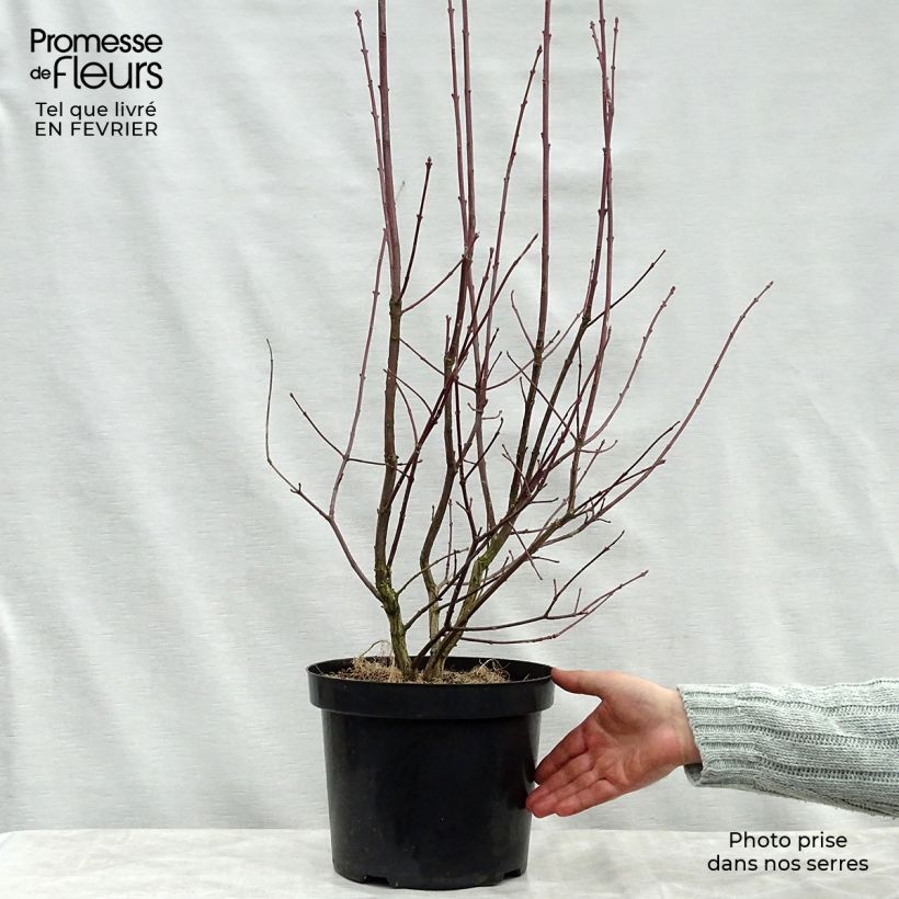 Euonymus europaeus Red Cascade - European Spindle 2L/3L pot sample as delivered in winter