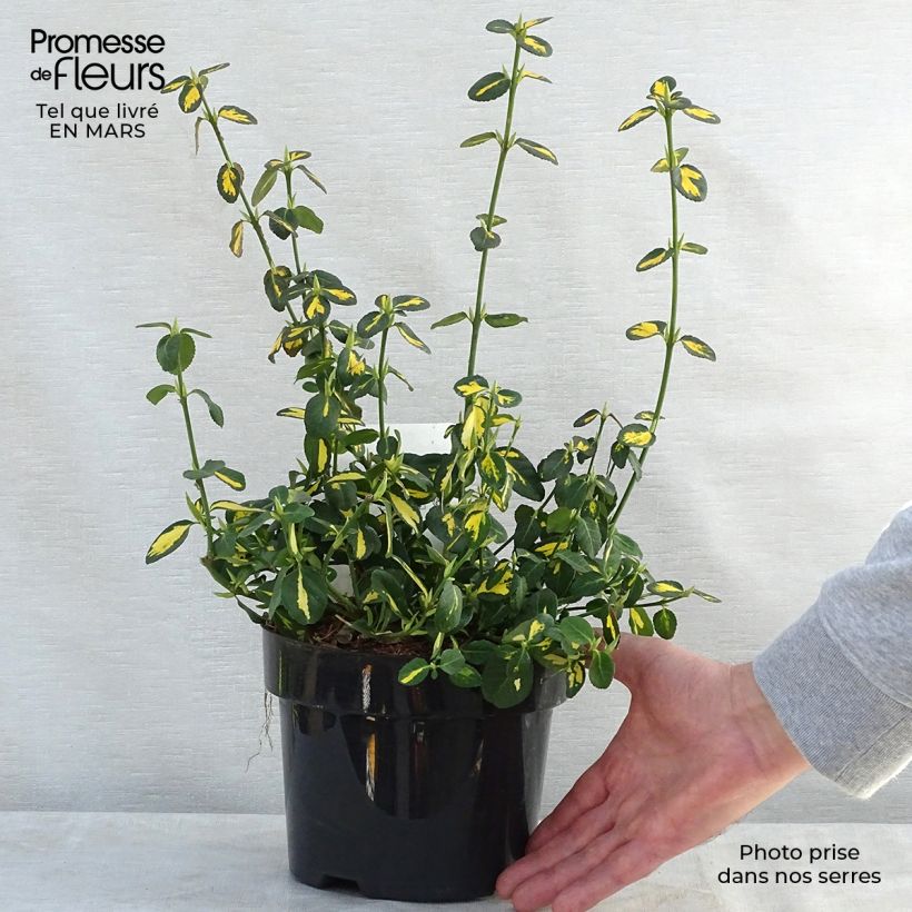 Euonymus fortunei Blondy - Spindle 2L/3L pot sample as delivered in spring