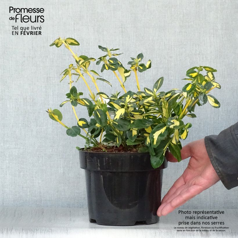 Euonymus fortunei Blondy - Spindle 2L/3L pot sample as delivered in winter