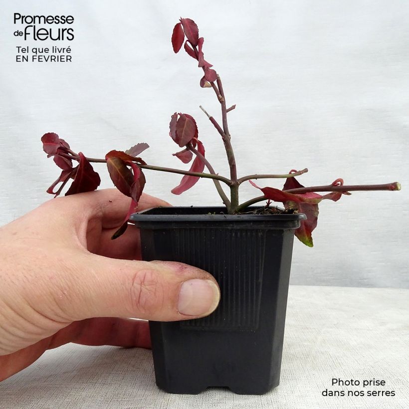 Euonymus fortunei Coloratus - Spindle 8/9 cm pot sample as delivered in winter