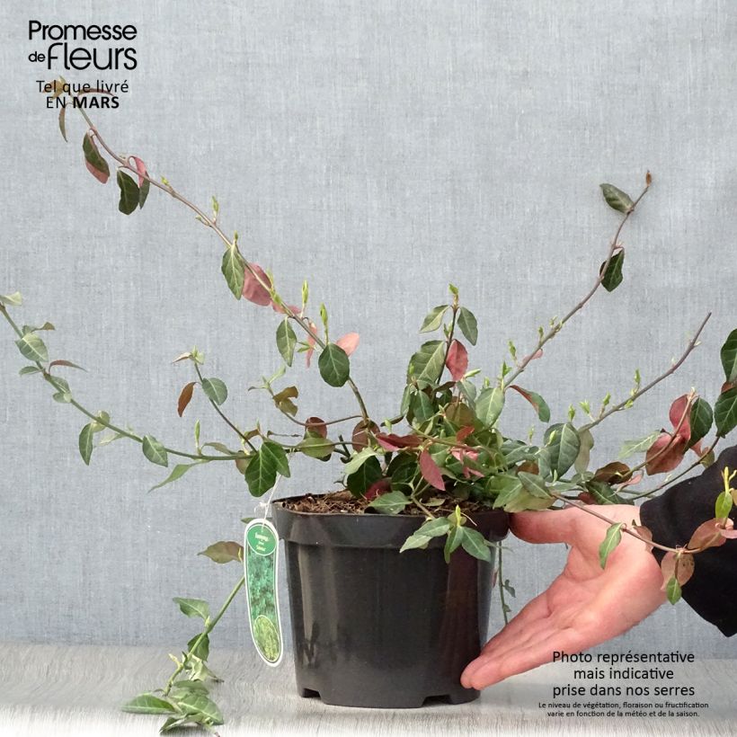 Euonymus fortunei Coloratus - Spindle 1.5L/2L pot sample as delivered in spring