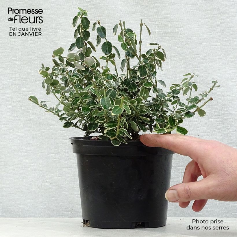 Euonymus fortunei Emerald Gaiety - Spindle 8/9 cm pot sample as delivered in winter