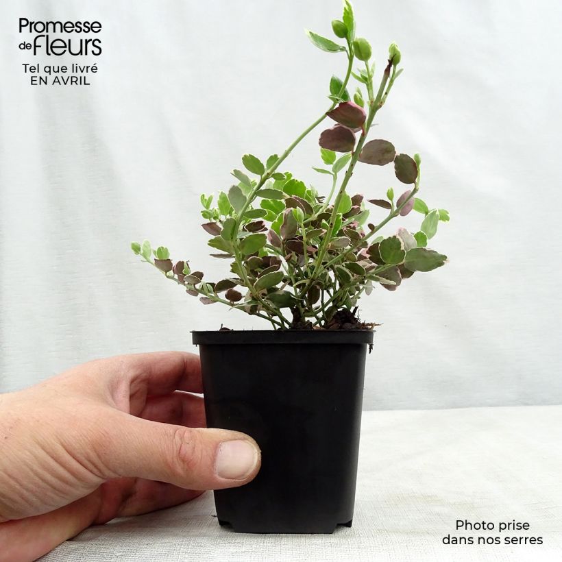 Euonymus fortunei Emerald Gaiety - Spindle 8/9 cm pot sample as delivered in spring