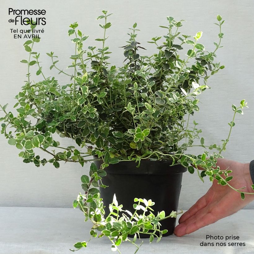 Euonymus fortunei Emerald Gaiety - Spindle 2L/3L pot sample as delivered in spring