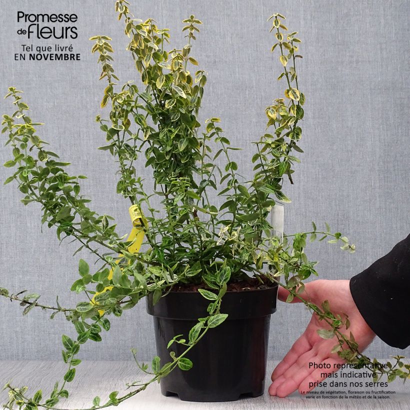 Euonymus fortunei Emerald n gold - Spindle 2L/3L pot sample as delivered in autumn