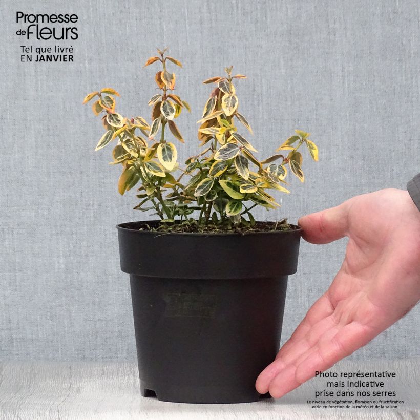 Euonymus fortunei Emerald n gold - Spindle 1L/1.5L pot sample as delivered in winter
