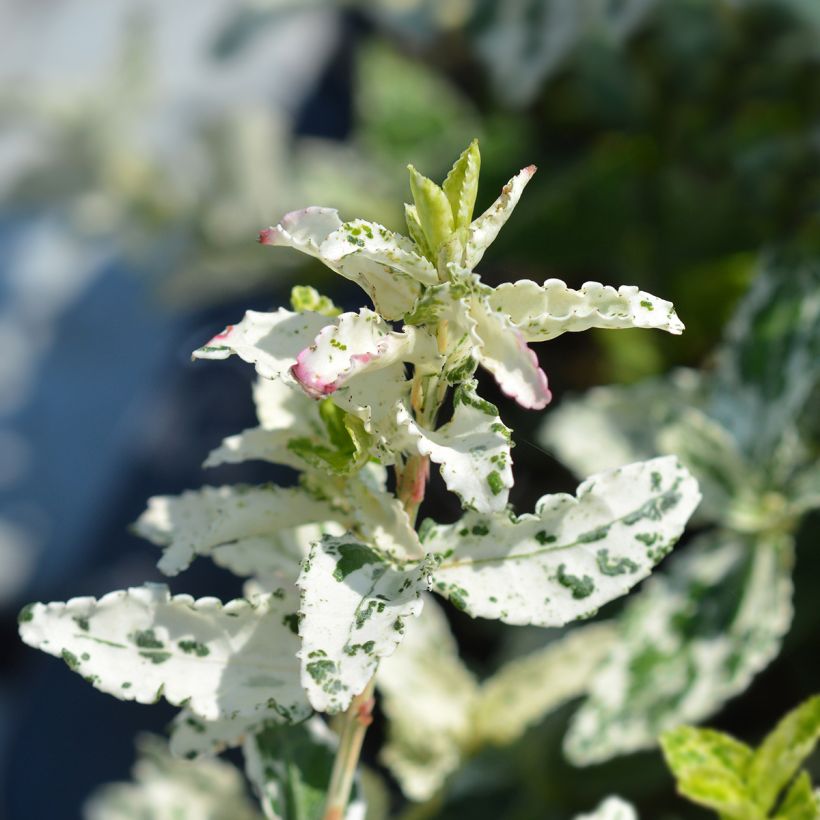 Euonymus fortunei Harlequin - Spindle (Foliage)