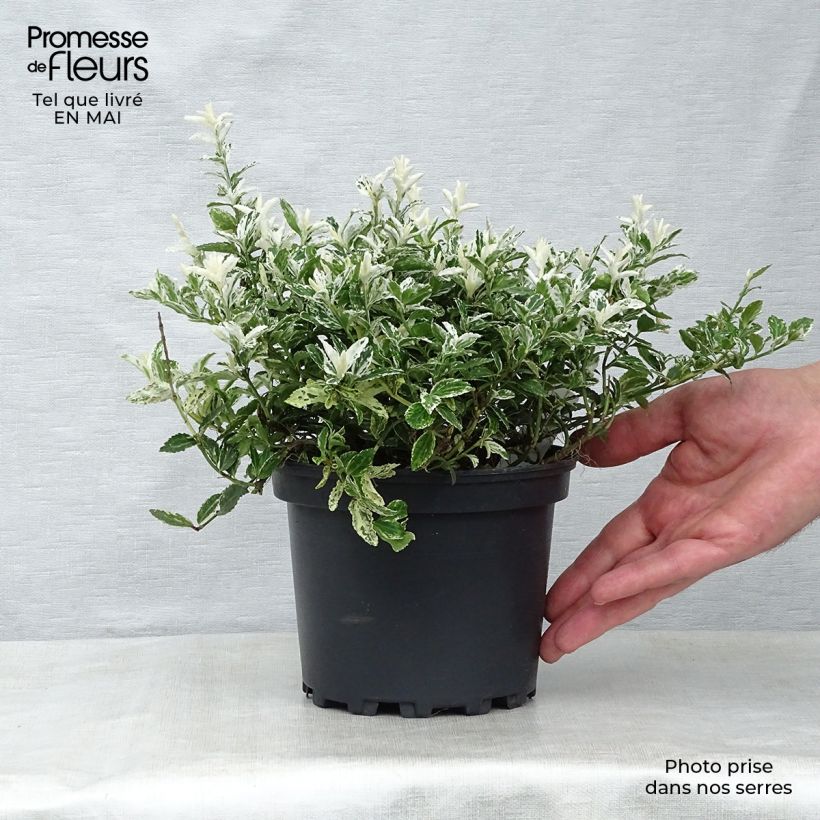 Euonymus fortunei Harlequin - Spindle 2L/3L pot sample as delivered in spring