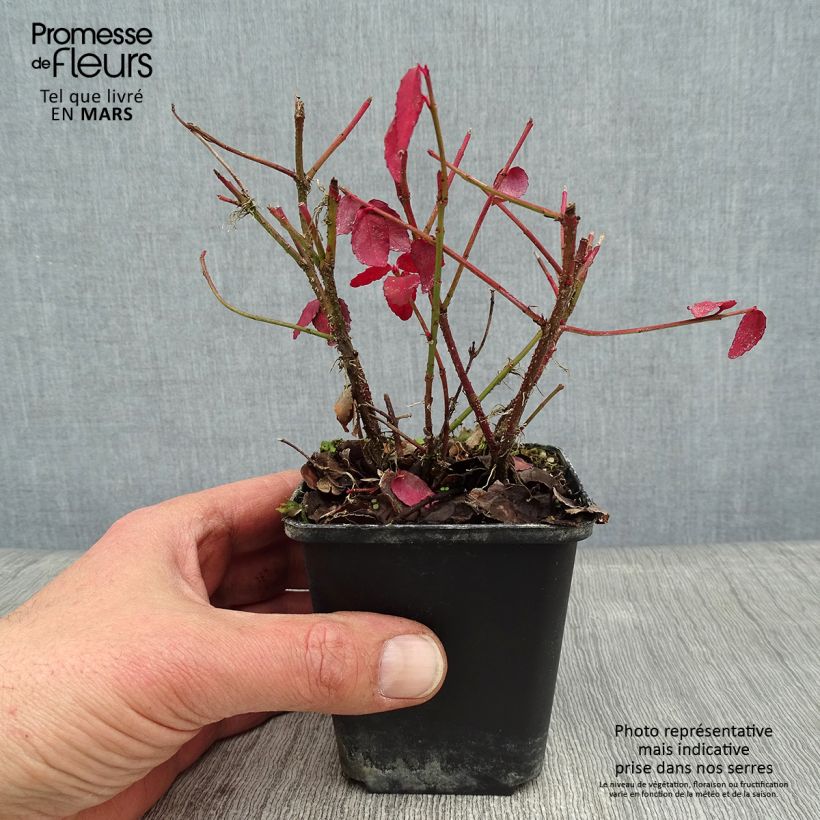Euonymus fortunei Radicans - Spindle 8/9 cm pot sample as delivered in winter