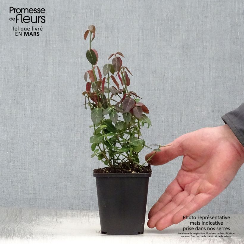 Euonymus fortunei Radicans - Spindle 8/9 cm pot sample as delivered in spring