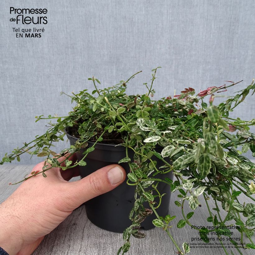 Euonymus fortunei Silverstone - Spindle 2L/3L pot sample as delivered in winter