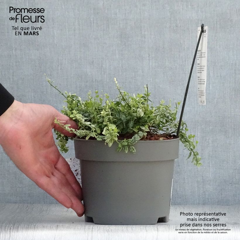 Euonymus fortunei Silverstone - Spindle 2L/3L pot sample as delivered in spring