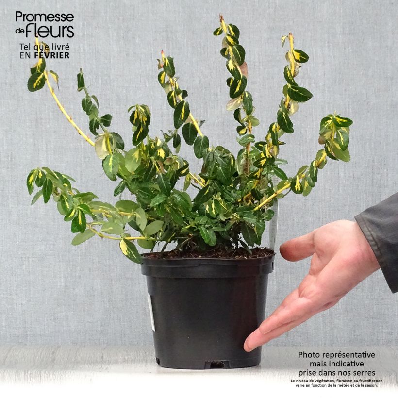 Euonymus fortunei Sunspot - Spindle 2L/3L pot sample as delivered in winter