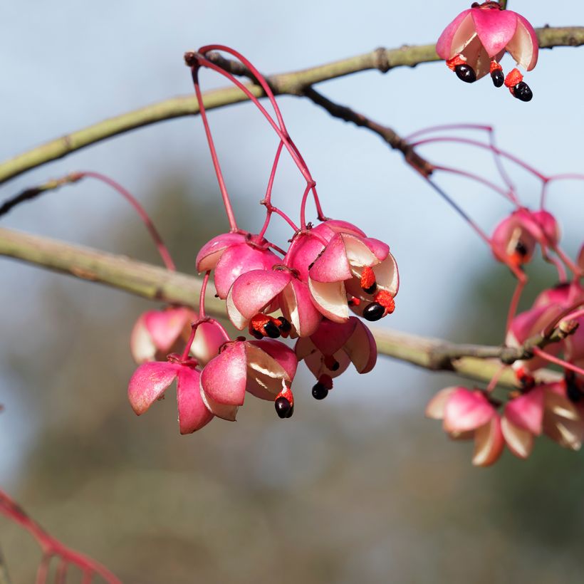 Euonymus grandiflorus Red Wine - Spindle (Harvest)