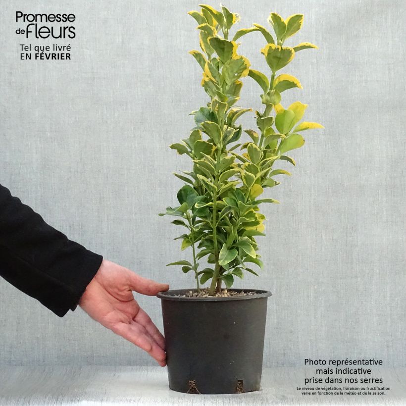 Euonymus japonicus Aureomarginatus - Japanese Spindle 2L/3L pot sample as delivered in winter