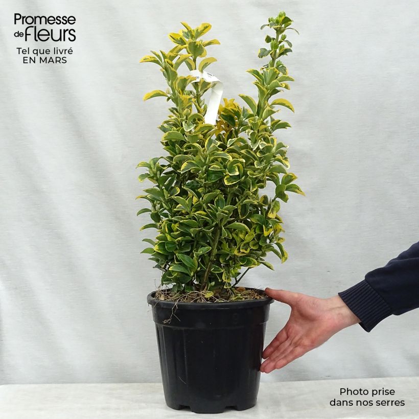 Euonymus japonicus Aureus - Japanese Spindle 7.5L/10L pot sample as delivered in spring