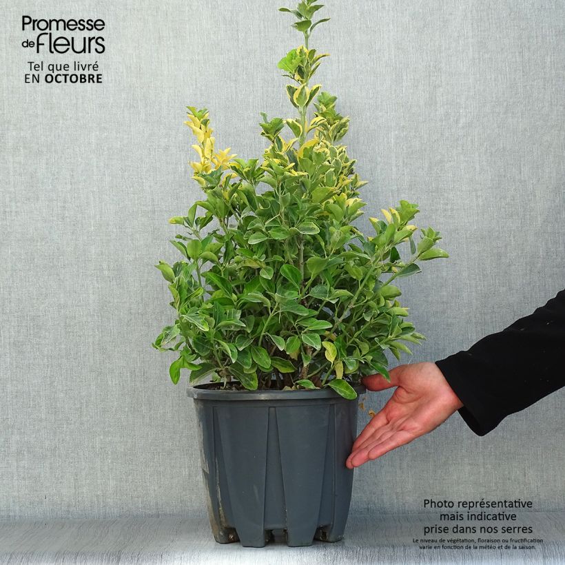 Euonymus japonicus Aureus - Japanese Spindle 7.5L/10L pot sample as delivered in autumn