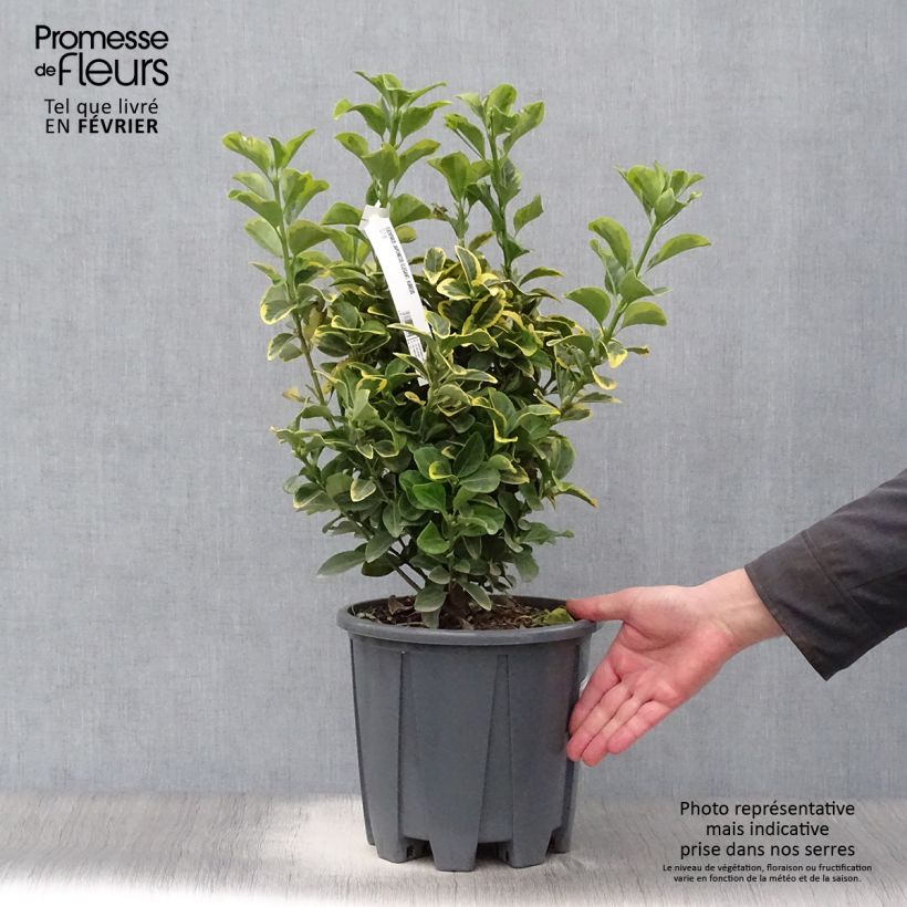 Euonymus japonicus Aureus - Japanese Spindle 7.5L/10L pot sample as delivered in winter
