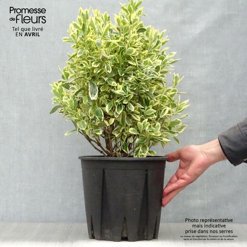 Euonymus japonicus Bravo - Japanese Spindle 7.5L/10L pot sample as delivered in spring