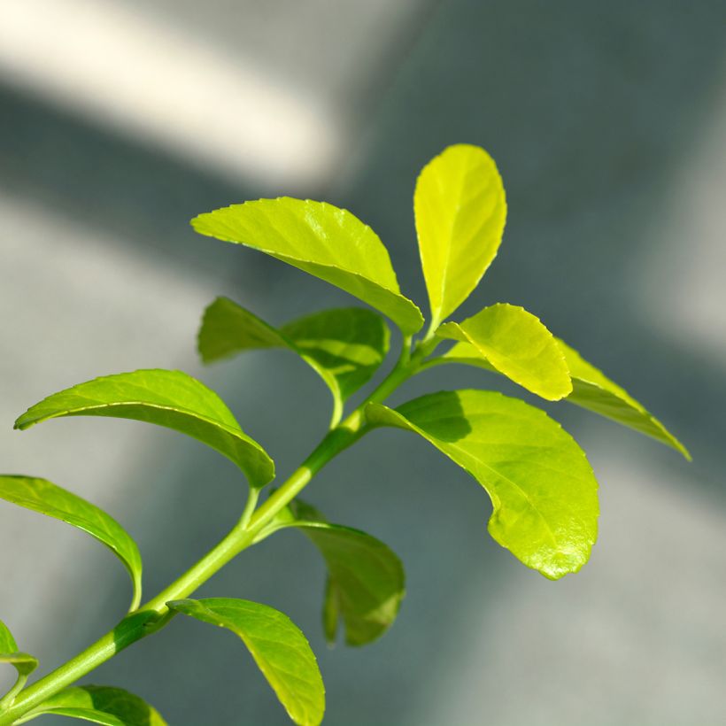 Euonymus japonicus El Dorado (Foliage)
