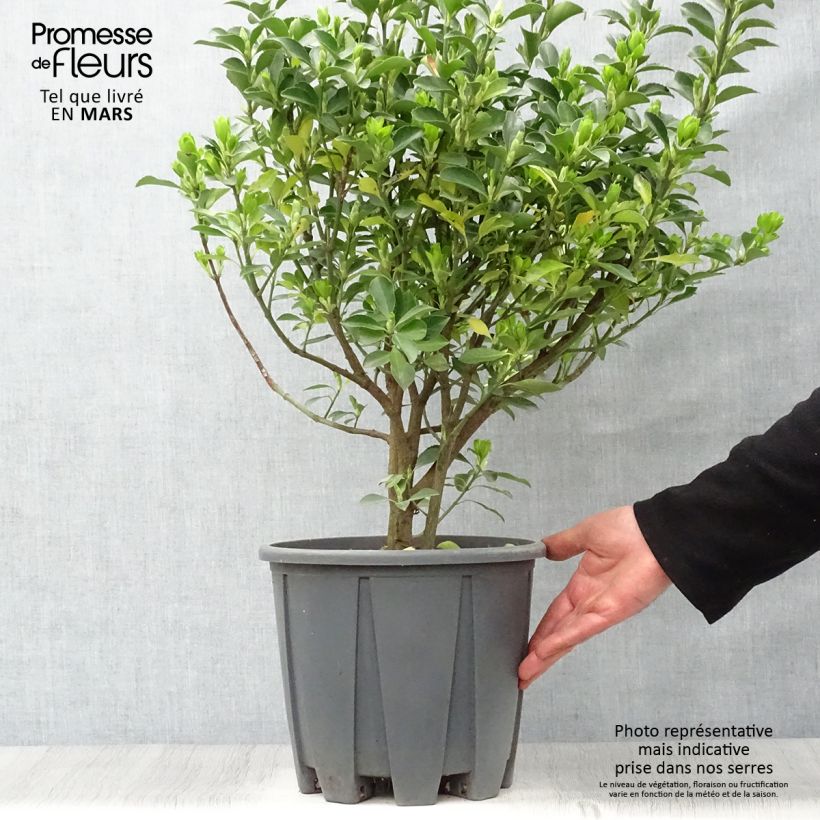Euonymus japonicus - Japanese Spindle 7.5L/10L pot sample as delivered in spring