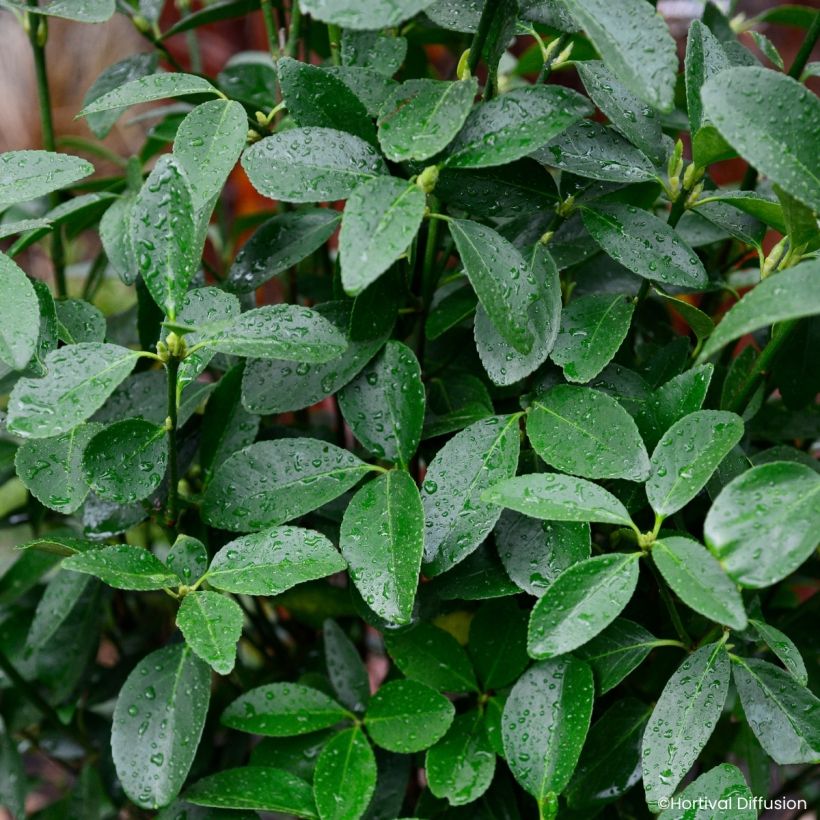 Euonymus japonicus Green Milennium - Japanese spindle (Foliage)