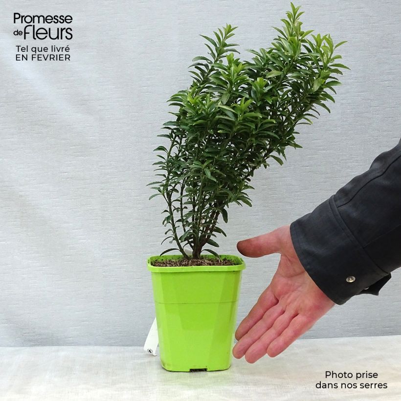 Euonymus japonicus Happiness - Japanese Spindle 1L/1.5L pot sample as delivered in winter