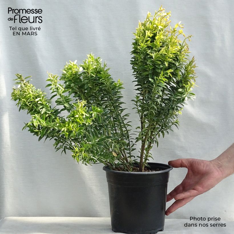 Euonymus japonicus Happiness - Japanese Spindle 4L/5L pot sample as delivered in winter