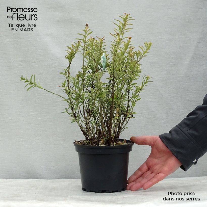 Euonymus japonicus Microphyllus Albovariegatus - Japanese Spindle 2L/3L pot sample as delivered in spring