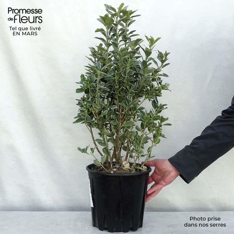 Euonymus japonicus Microphyllus Albovariegatus - Japanese Spindle 7.5L/10L pot sample as delivered in winter