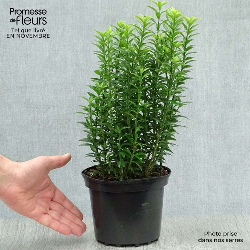 Euonymus japonicus Microphyllus Aureovariegatus - Japanese Spindle 2L/3L pot sample as delivered in autumn