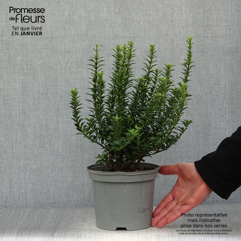 Euonymus japonicus Microphyllus - Japanese Spindle 2L/3L pot sample as delivered in winter