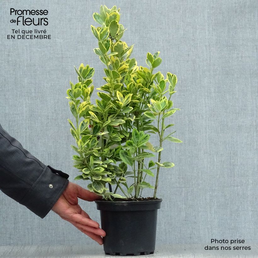 Euonymus japonicus Ovatus Aureus - Japanese Spindle 2L/3L pot sample as delivered in winter
