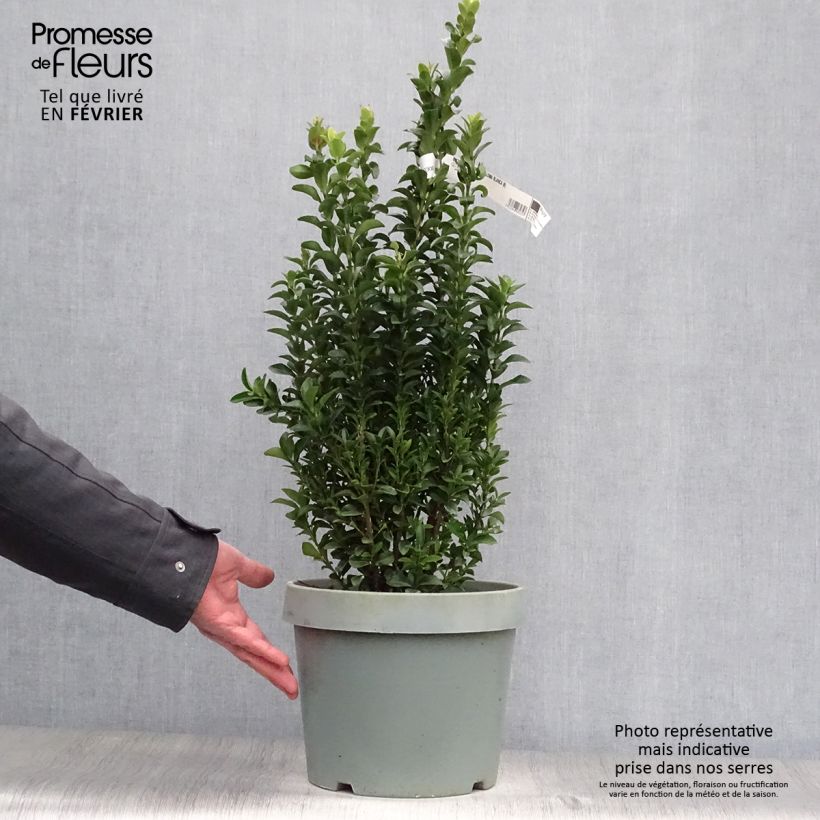Euonymus japonicus Paloma Blanca - Japanese Spindle 7.5L/10L pot sample as delivered in winter