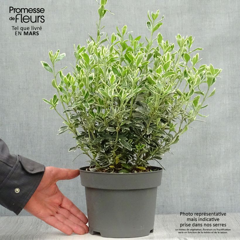 Euonymus japonicus Suzanne - Japanese Spindle 2L/3L pot sample as delivered in spring